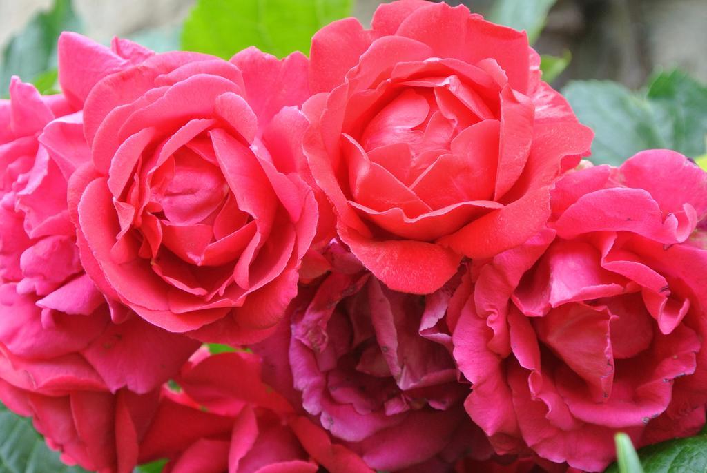 Caylus Domaine La Rose Bed & Breakfast 部屋 写真